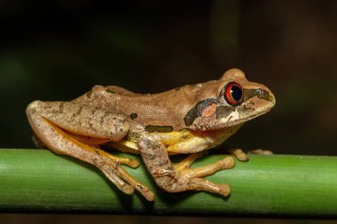 A beautiful Natal Forest Tree Frog (Leptopelis natalensis) near a pond in the wild clipart