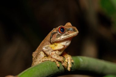 Güzel bir Natal Ormanı Ağacı Kurbağası (Leptopelis natalensis) vahşi bir göletin yanında