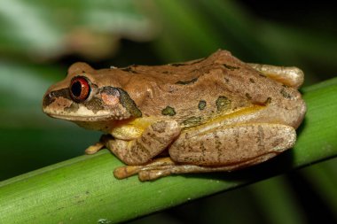 Güzel bir Natal Ormanı Ağacı Kurbağası (Leptopelis natalensis) vahşi bir göletin yanında