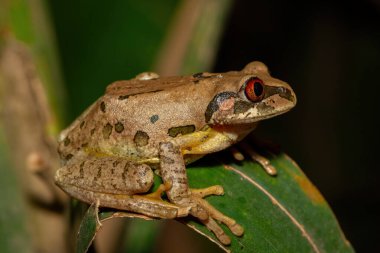 Güzel bir Natal Ormanı Ağacı Kurbağası (Leptopelis natalensis) vahşi bir göletin yanında