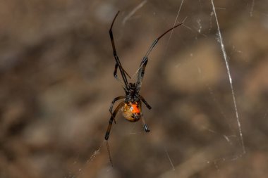 Zehirli bir kahverengi düğme örümceği (Latrodectus geometricus) vahşi doğada ağıyla