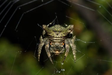 Yaygın ağaç kabuğu örümceği (Caerostris sexcuspidata))