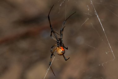 Zehirli bir kahverengi düğme örümceği (Latrodectus geometricus) vahşi doğada ağıyla