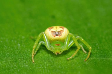 Güzel bir Afrika maskeli yengeç örümceği (Synema sp) 