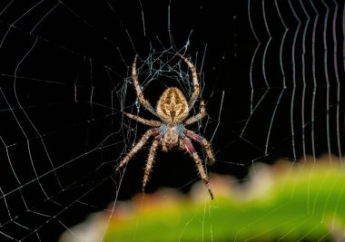 A beautiful hairy field spider (Neoscona sp) on its web on a warm summer's evening clipart