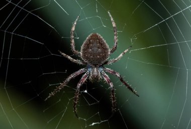 Sıcak bir yaz akşamında ağındaki güzel kıllı bir tarla örümceği (Neoscona sp)