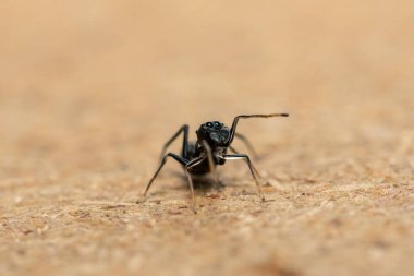 Zıplayan karınca taklidi yapan örümcek (Myrmarachne sp), atlayan karınca benzeri örümcek olarak da bilinir.