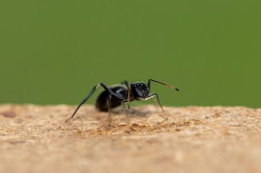 An ant-mimicking jumping spider (Myrmarachne sp), also known as an ant-like jumping spider clipart