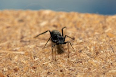 An ant-mimicking jumping spider (Myrmarachne sp), also known as an ant-like jumping spider clipart