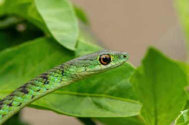 Güzel benekli bir çalı yılanının (Philothamnus semivariegatus) küçük bir ağaçtaki yakın çekimi