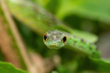 Güzel benekli bir çalı yılanının (Philothamnus semivariegatus) küçük bir ağaçtaki yakın çekimi