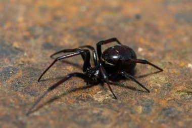 Yanlış düğme örümceği (Steatoda sp. ), ayrıca siyah örümcek, kahverengi ev örümceği veya dolap örümceği olarak da bilinir.