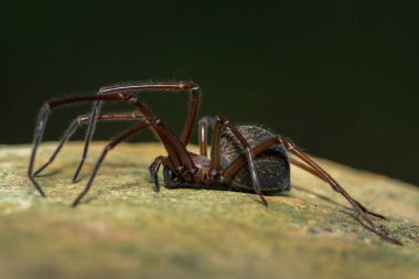 A Hackled mesh-web spider (Themacrys sp), a Phyxelidid Spider from the family Phyxelididae clipart