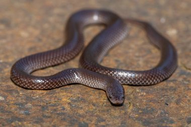 A cute Common Wolf Snake (Lycophidion capense) in the wild clipart