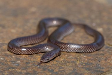 Vahşi doğada şirin bir Kurt Yılan (Lycophidion başlığı)