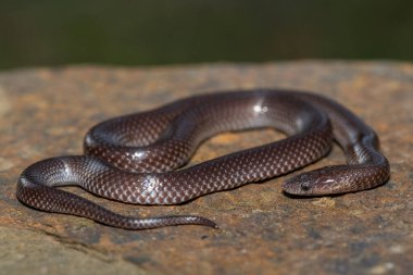 Vahşi doğada şirin bir Kurt Yılan (Lycophidion başlığı)