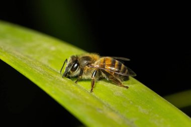 Güzel bir Bal Arısı 'nın (Apis mellifera)