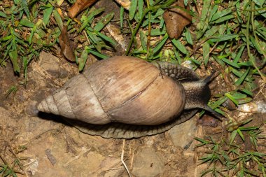 Güney Afrika 'nın en büyük kara salyangozu, Brownlipped Agate (Metachatina kraussi), vahşi doğada