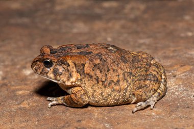 Vahşi doğada sevimli bir yetişkin gırtlak kurbağası (Amietophrynus gutturalis)