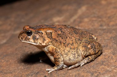 Vahşi doğada sevimli bir yetişkin gırtlak kurbağası (Amietophrynus gutturalis)