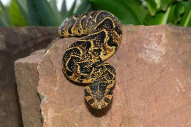 Vahşi doğada güçlü sitotoksik Puff Adder (Bitis arietans) 'ın güzel kamuflajı