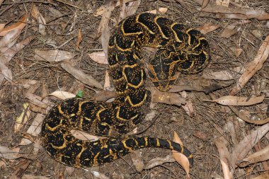 Vahşi doğada güçlü sitotoksik Puff Adder (Bitis arietans) 'ın güzel kamuflajı