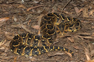 Vahşi doğada güçlü sitotoksik Puff Adder (Bitis arietans) 'ın güzel kamuflajı