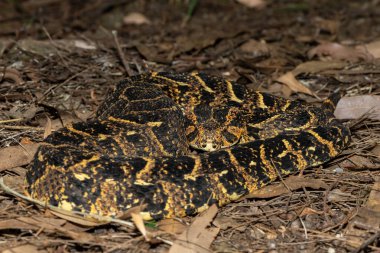 Vahşi doğada güçlü sitotoksik Puff Adder (Bitis arietans) 'ın güzel kamuflajı