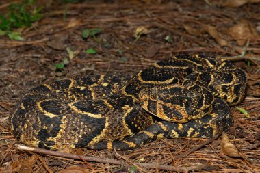 Vahşi doğada güçlü sitotoksik Puff Adder (Bitis arietans) 'ın güzel kamuflajı