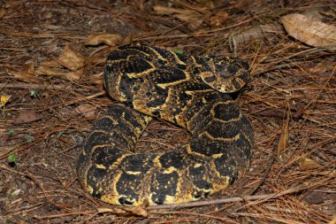 Vahşi doğada güçlü sitotoksik Puff Adder (Bitis arietans) 'ın güzel kamuflajı