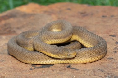 Vahşi doğada güzel bir Güney Kahverengi Yumurtacı (Dasypeltis inornata)