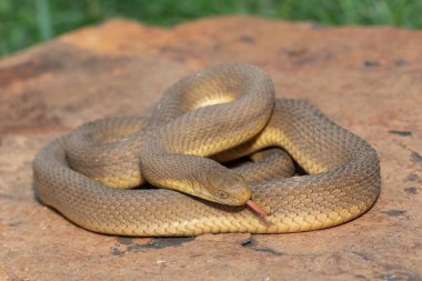 A beautiful adult Southern Brown Egg-eater (Dasypeltis inornata) in the wild clipart