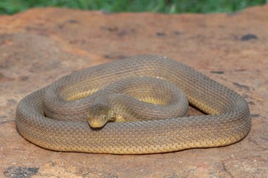 Vahşi doğada güzel bir Güney Kahverengi Yumurtacı (Dasypeltis inornata)