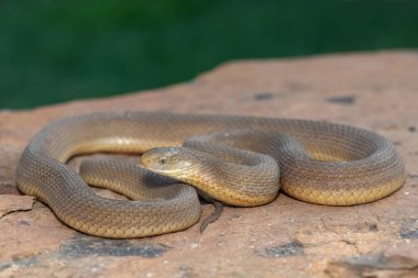 A beautiful adult Southern Brown Egg-eater (Dasypeltis inornata) in the wild clipart