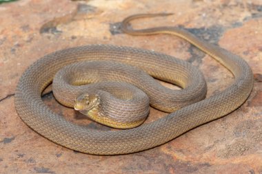 Vahşi doğada güzel bir Güney Kahverengi Yumurtacı (Dasypeltis inornata)