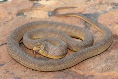 Vahşi doğada güzel bir Güney Kahverengi Yumurtacı (Dasypeltis inornata)