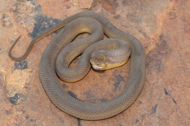 Vahşi doğada güzel bir Güney Kahverengi Yumurtacı (Dasypeltis inornata)