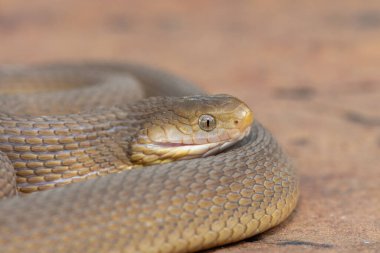 Vahşi doğada güzel bir Güney Kahverengi Yumurtacı (Dasypeltis inornata)