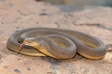 A beautiful adult Southern Brown Egg-eater (Dasypeltis inornata) in the wild clipart