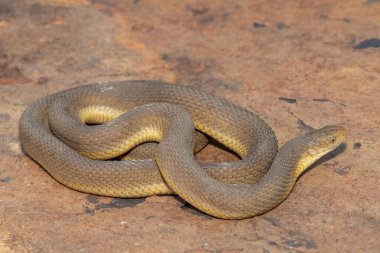 Vahşi doğada güzel bir Güney Kahverengi Yumurtacı (Dasypeltis inornata)