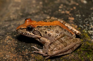 Gri Akarsu Kurbağası (Strongylopus grayii) olarak da bilinen Gri Akarsu Kurbağası, Güney Afrika 'nın KwaZulu-Natal kentindeki vahşi doğada bulunur.