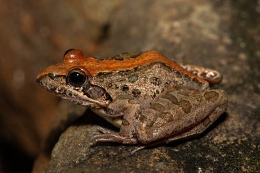 A beautiful Clicking Stream Frog, also known as a Grays Stream Frog or Spotted Stream Frog (Strongylopus grayii), in the wild in KwaZulu-Natal, South Africa clipart