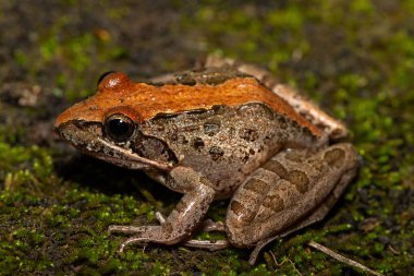 Gri Akarsu Kurbağası (Strongylopus grayii) olarak da bilinen Gri Akarsu Kurbağası, Güney Afrika 'nın KwaZulu-Natal kentindeki vahşi doğada bulunur.