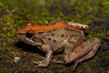 Gri Akarsu Kurbağası (Strongylopus grayii) olarak da bilinen Gri Akarsu Kurbağası, Güney Afrika 'nın KwaZulu-Natal kentindeki vahşi doğada bulunur.
