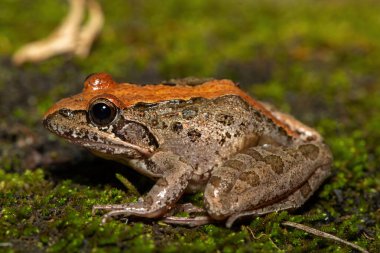 A beautiful Clicking Stream Frog, also known as a Grays Stream Frog or Spotted Stream Frog (Strongylopus grayii), in the wild in KwaZulu-Natal, South Africa clipart