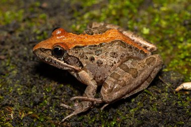 Gri Akarsu Kurbağası (Strongylopus grayii) olarak da bilinen Gri Akarsu Kurbağası, Güney Afrika 'nın KwaZulu-Natal kentindeki vahşi doğada bulunur.