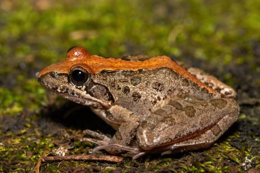 Gri Akarsu Kurbağası (Strongylopus grayii) olarak da bilinen Gri Akarsu Kurbağası, Güney Afrika 'nın KwaZulu-Natal kentindeki vahşi doğada bulunur.