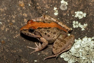 A beautiful Clicking Stream Frog, also known as a Grays Stream Frog or Spotted Stream Frog (Strongylopus grayii), in the wild in KwaZulu-Natal, South Africa clipart