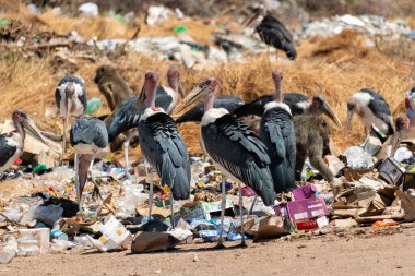 Marabou storks (Leptoptilos crumenifer) and chacma baboons (Papio ursinus) litter picking on a garbage dump in Botswana clipart