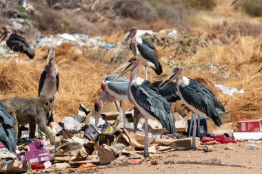 Marabou storks (Leptoptilos crumenifer) and chacma baboons (Papio ursinus) litter picking on a garbage dump in Botswana clipart